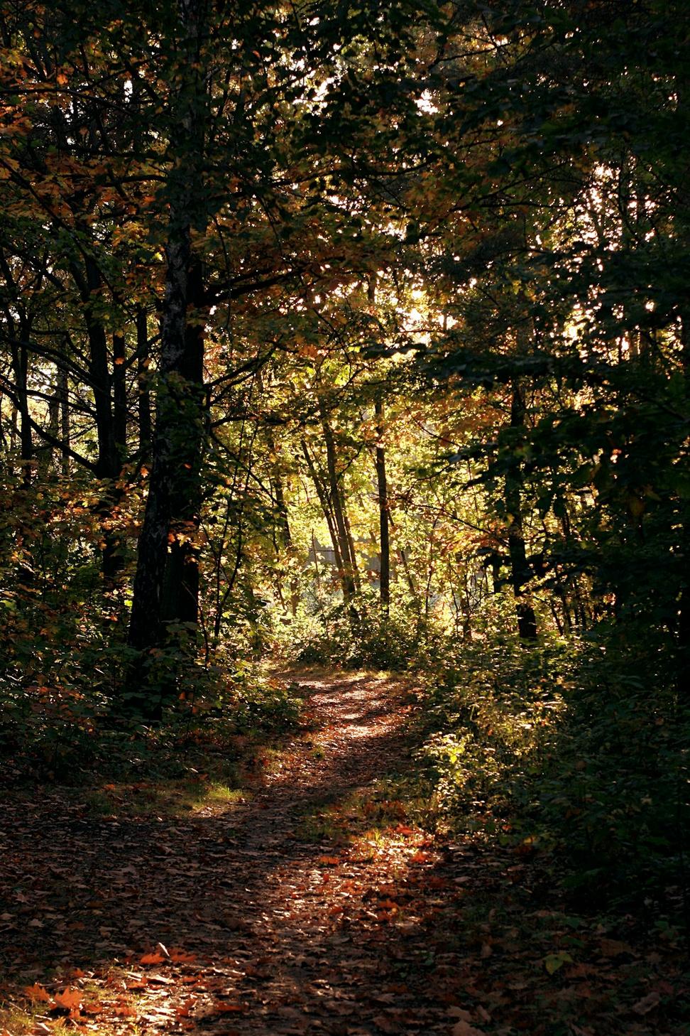 Nature background
